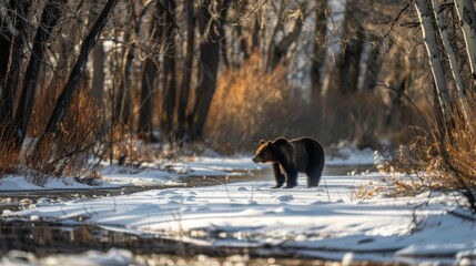 Bear Crossing Snowy River in Forest