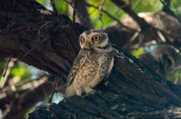 Spotted owlet or Athene brama observed in Lesser Rann of Kutch in Gujarat, India