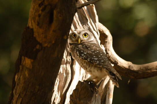 Spotted owlet or Athene brama observed in Lesser Rann of Kutch in Gujarat, India