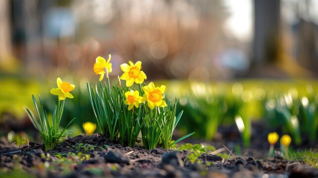 Spring daffodils blooming in soil with a soft-focus background in a park setting.