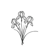 Fototapeta na wymiar Hand drawn line art minimalist iris illustration. Abstract rough flower drawing. Floral and botanical clipart. Elegant flower drawing for florist branding and wedding stationery.