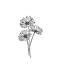 Hand drawn line art minimalist aster illustration. Abstract rough flower drawing. Floral and botanical clipart. Elegant flower drawing for florist branding and wedding stationery.