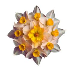 Bright Yellow Daffodils Arranged in a Spherical Bouquet on white and  transparent png background