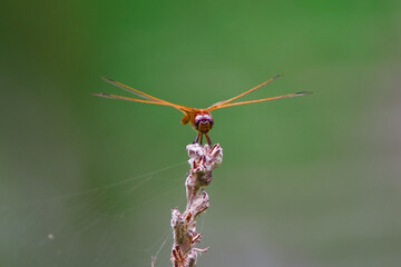 Dragonfly macro photography at wetland park, Hong Kong