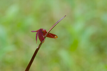 Dragonfly macro photography at wetland park, Hong Kong