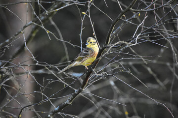 Yellow Bunting bird