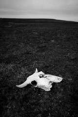 Skull of a bison lying on the great plains prairie, Kansas