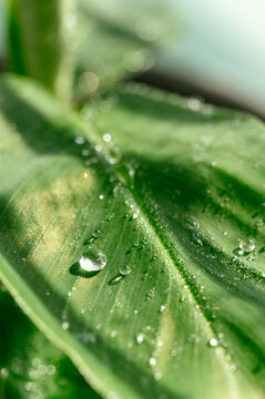 a drop of water on a banana leaf. macro photography