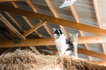 Two barn cats on a hay bale in barn. - obrazy, fototapety, plakaty