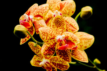 Red and yellow orchid flower on black background