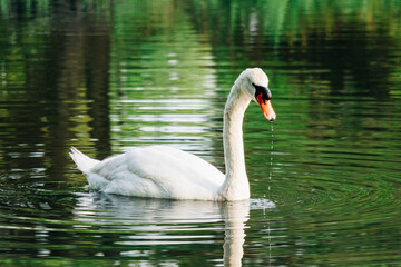 Swan swimming in pond with water ripples and reflections
