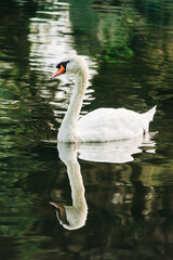 Swan swimming in pond with water ripples and reflections
