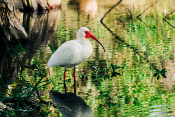 White ibis bird standing in pond with water reflections