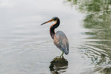 Great blue heron standing in water with ripples and reflection