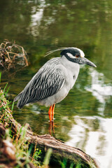 Waterfowl bird standing in water with reflections