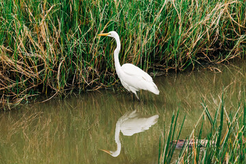 Egret standing in water near tall grasses with water reflection