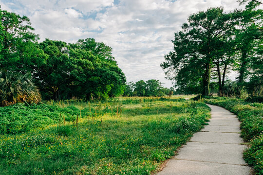 Greenway with paved walking path in City Park, New Orleans
