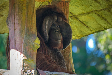 Portrait male Bornean Orangutan (Pongo pygmaeus) © Cavan