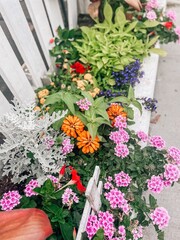 Fototapeta na wymiar Beautiful bright flowers along sidewalk in Charleston, NC