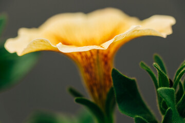 Macro shot of yellow trumpet shaped flower