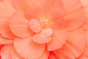 Macro shot of concentric pink flower petals