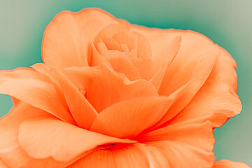 Glowing macro shot of orange rose petals on green background