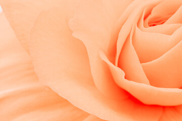 Macro shot of peach rose petals