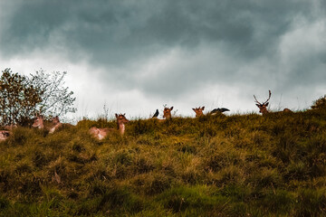 bucks on an irish hill in rainy wather