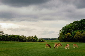 deers grazing in an open green field