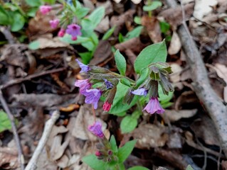 Pulmonaria obscura resize flower in spring in the forest. Textures and background from forest plants and flowers in spring. Medicinal plants in the territory of European forests.