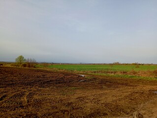 A beautiful field landscape on a field with winter wheat that has sprouted green shoots.