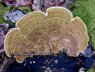 A large tree mushroom on a stump. Textures with poisonous mushrooms mosses and old rotten stump....