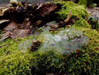 Transparent slime mushroom on the bottom covered with green forest thick moss. The topic of poisonous mushrooms and unusual natural phenomena. Forest backgrounds and textures in spring.