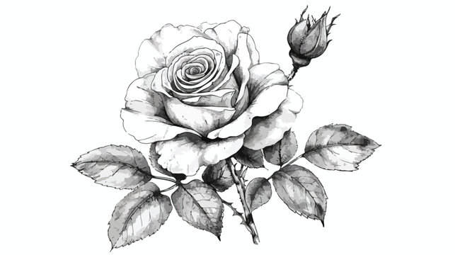 Hand drawn ink with Rose flower on white
