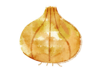 水彩で描いた玉ねぎのイラスト