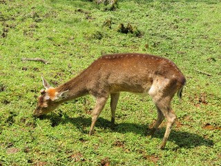 Biche