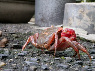 コンクリートの上を移動するアカテガニ