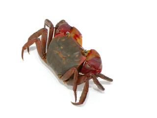 斜め上から見たニコちゃんマークのあるアカテガニ