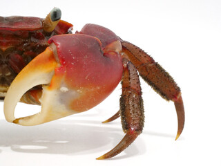 アカテガニの半面