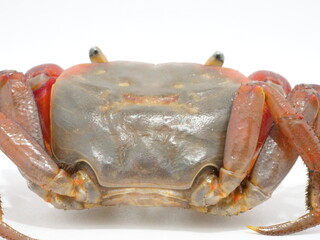アカテガニの甲羅のアップ