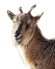 Portrait of a goat isolated on a white background