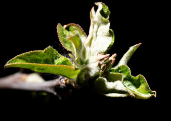 Opened apple tree bud in spring isolated on black background. Macro
