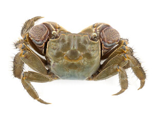 真上から見たアカテガニ