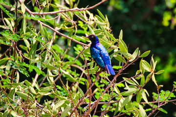 Glossy Starling on a bush at Tsavo East National Park, Kenya, Africa