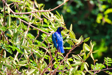 Glossy Starling on a bush at Tsavo East National Park, Kenya, Africa
