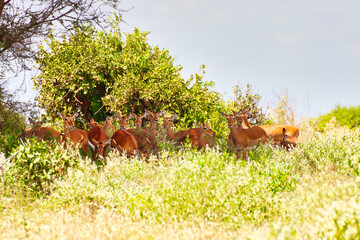 Herd of female Impalas take shade from the scorching afternoon sun at Tsavo East National Park,...