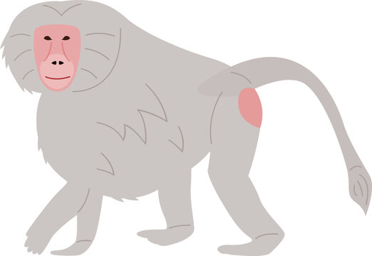 Baboon monkey