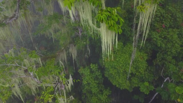 Spectacular aerial drone shot descending through the treetops of a forest covered in lichen hanging from the branches in Minca, Columbia   