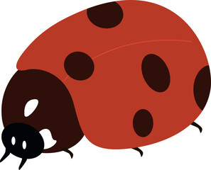 cute ladybird insect animal