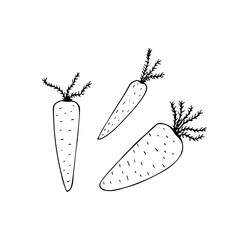 Cute hand drawn three carrots in simple doodle style. Black line illustration for summer, spring and harvest season design. Funny kids sketching food draw. Isolated on white background.